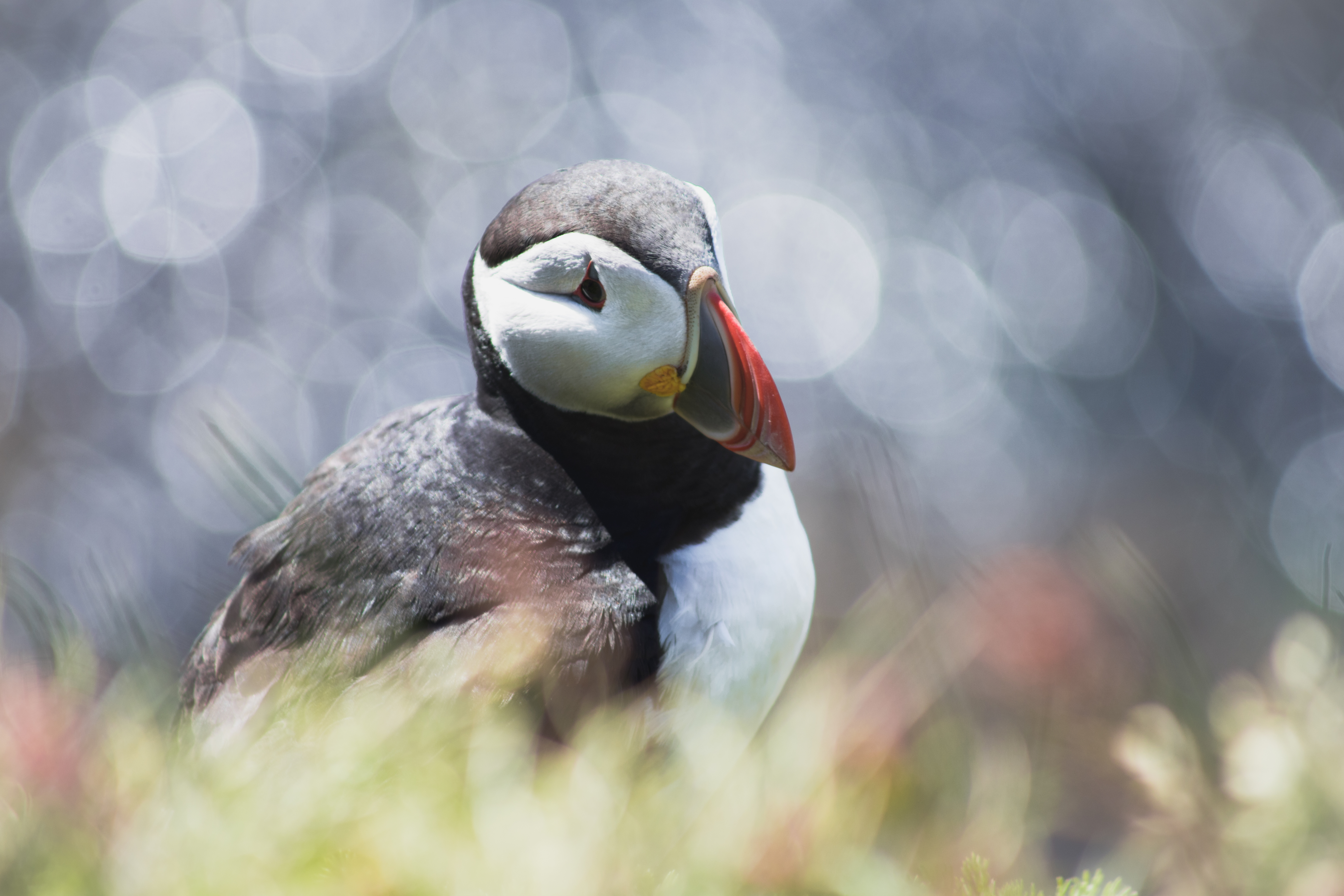 Islande | Les Fjords de l’Ouest et la péninsule de Snæfellsnes