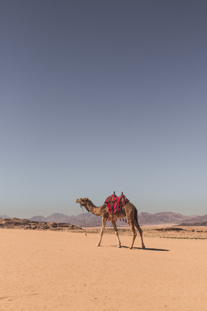 Jordanie | 2 jours & 2 nuits dans le désert de Wadi Rum