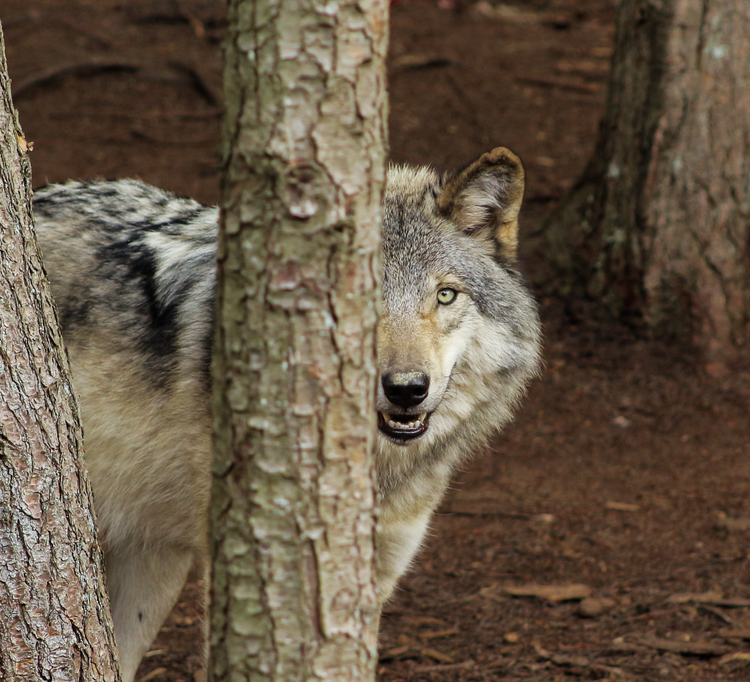 Une journée au Parc Oméga