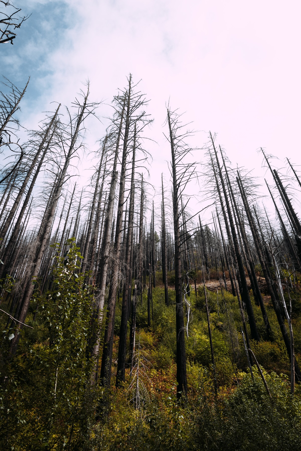 Feux de forêts en Oregon