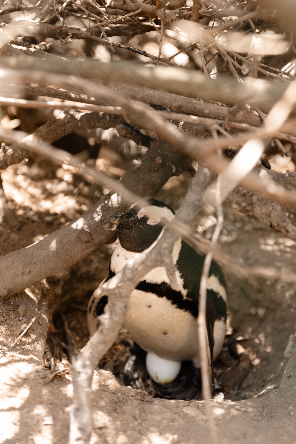 Boulders Beach 