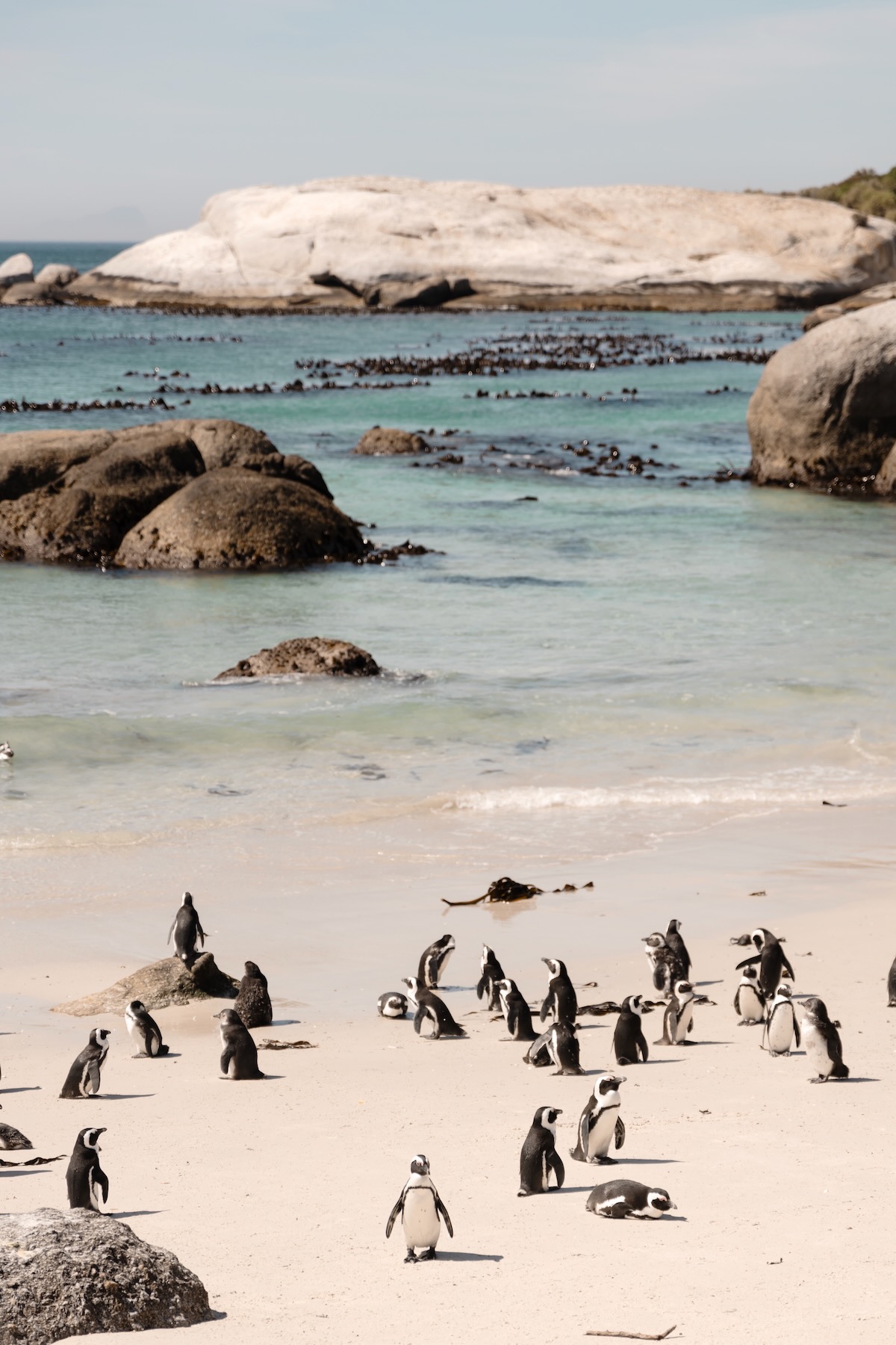 Boulders Beach - Que faire à Cape Town ?