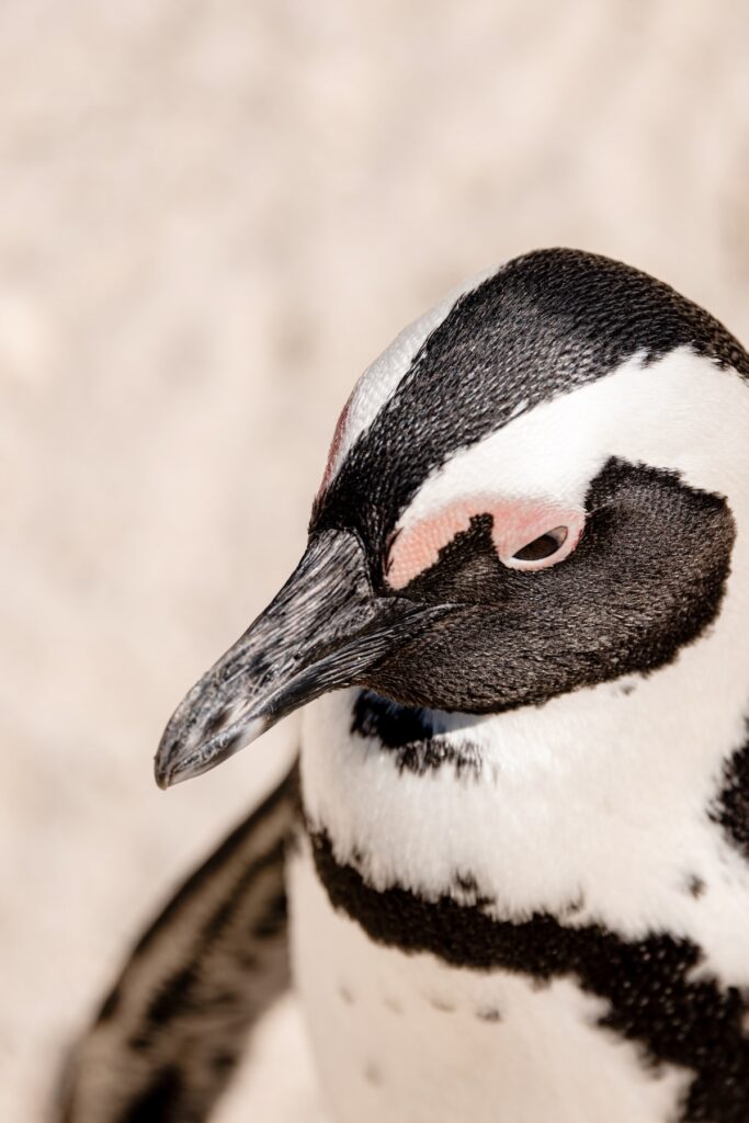 Boulders Beach 