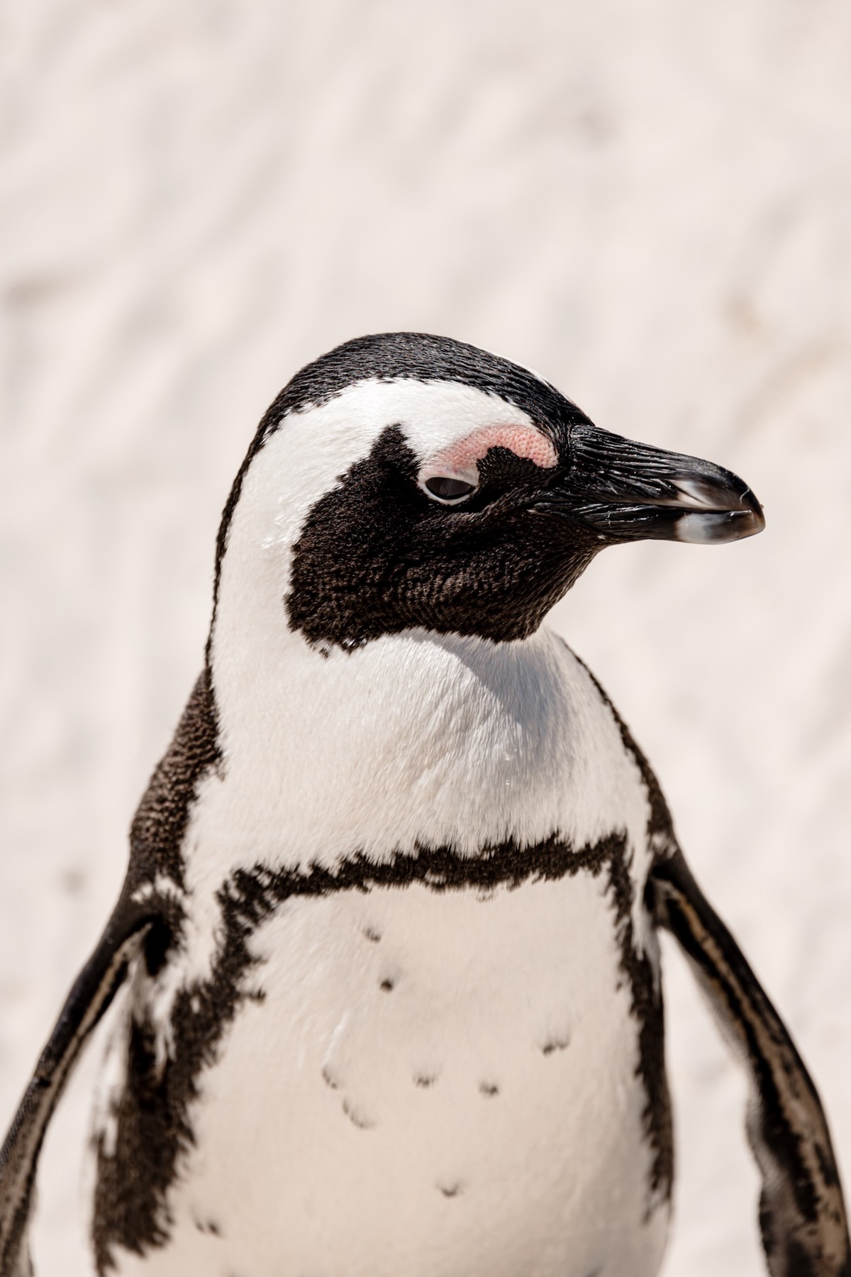 Boulders Beach 