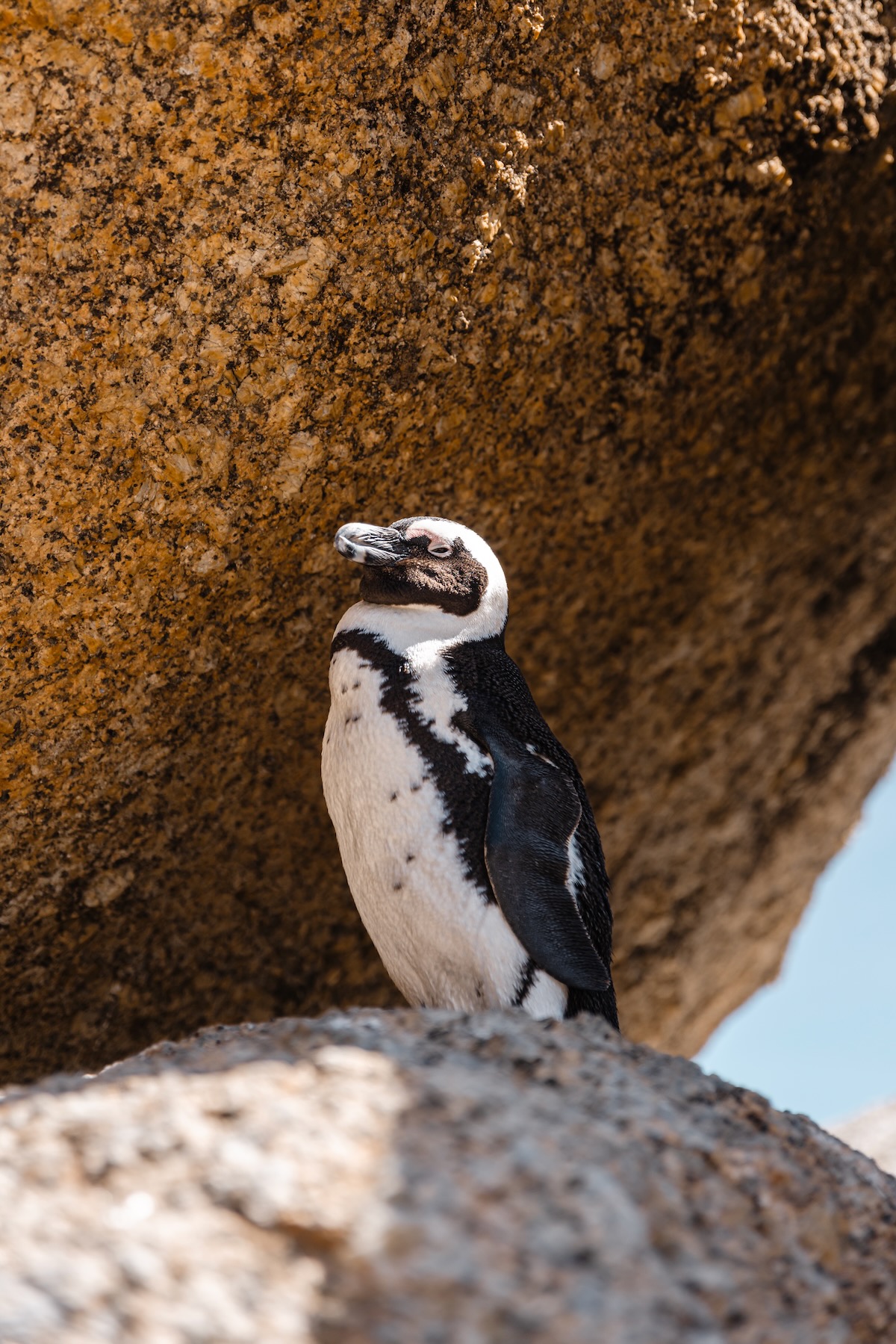 Boulders Beach 
