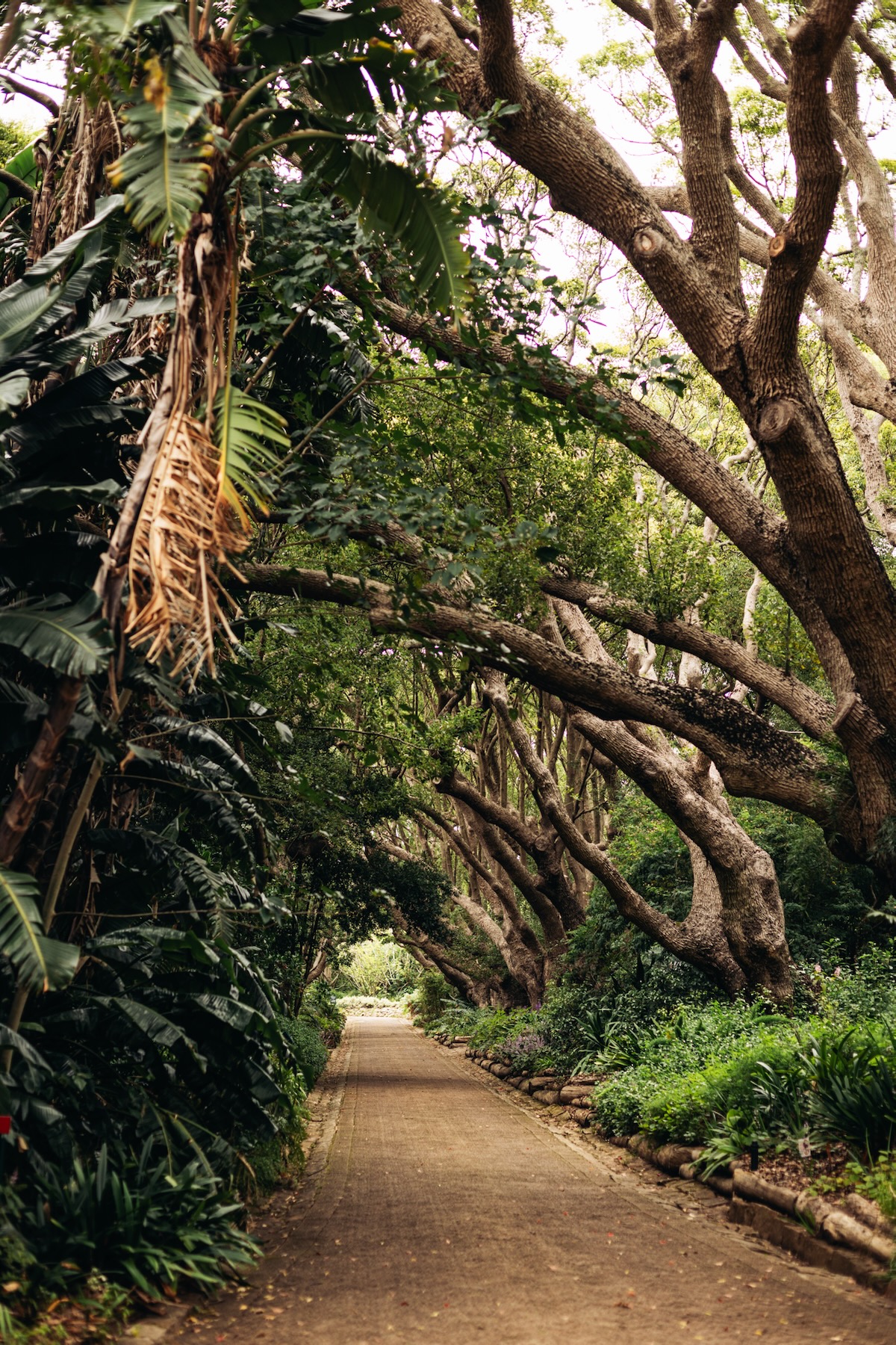 Jardin Botanique Kirstenbosch