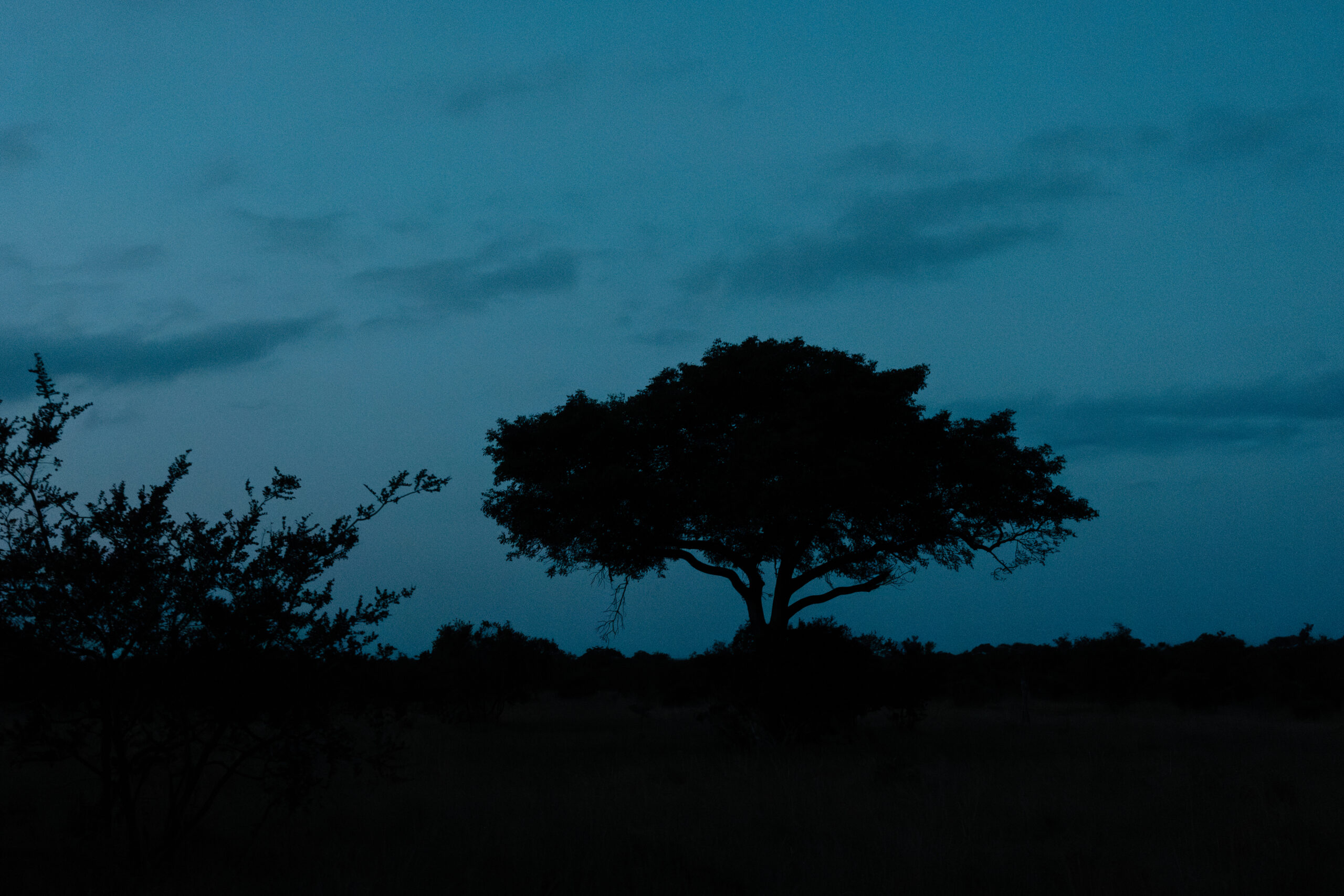 Safari Afrique du Sud