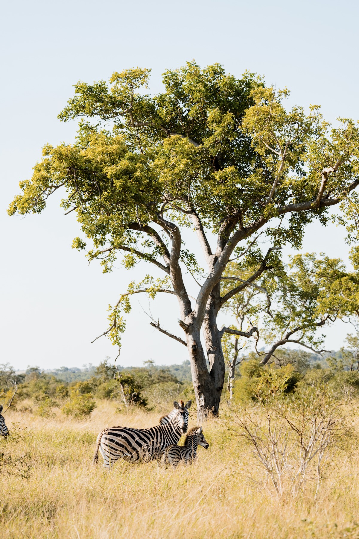 Zèbre - Safari Afrique du Sud