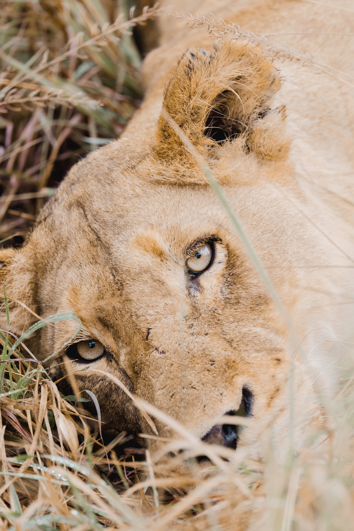 Lion - Safari Afrique du Sud