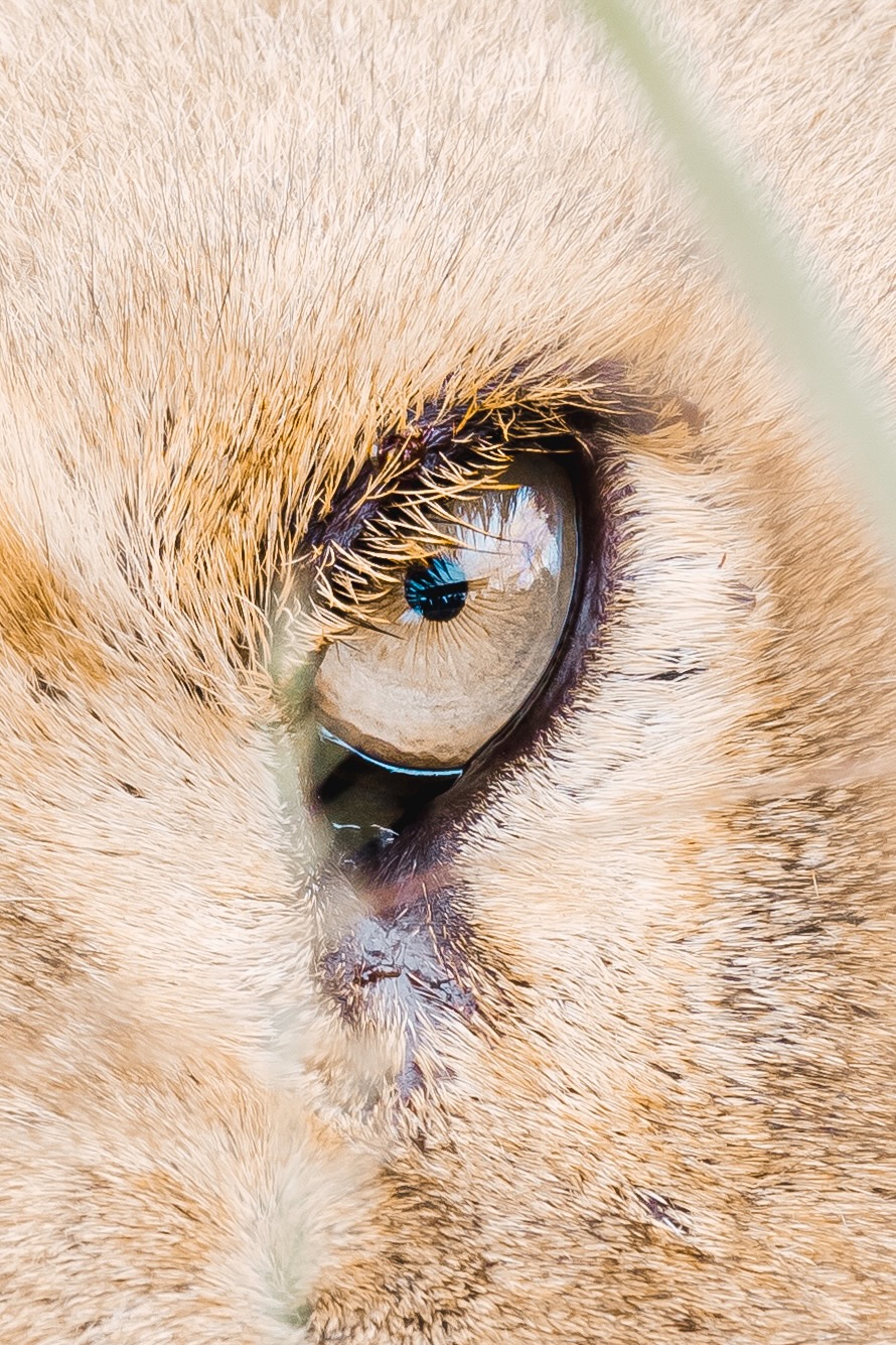 Lion - Safari Afrique du Sud