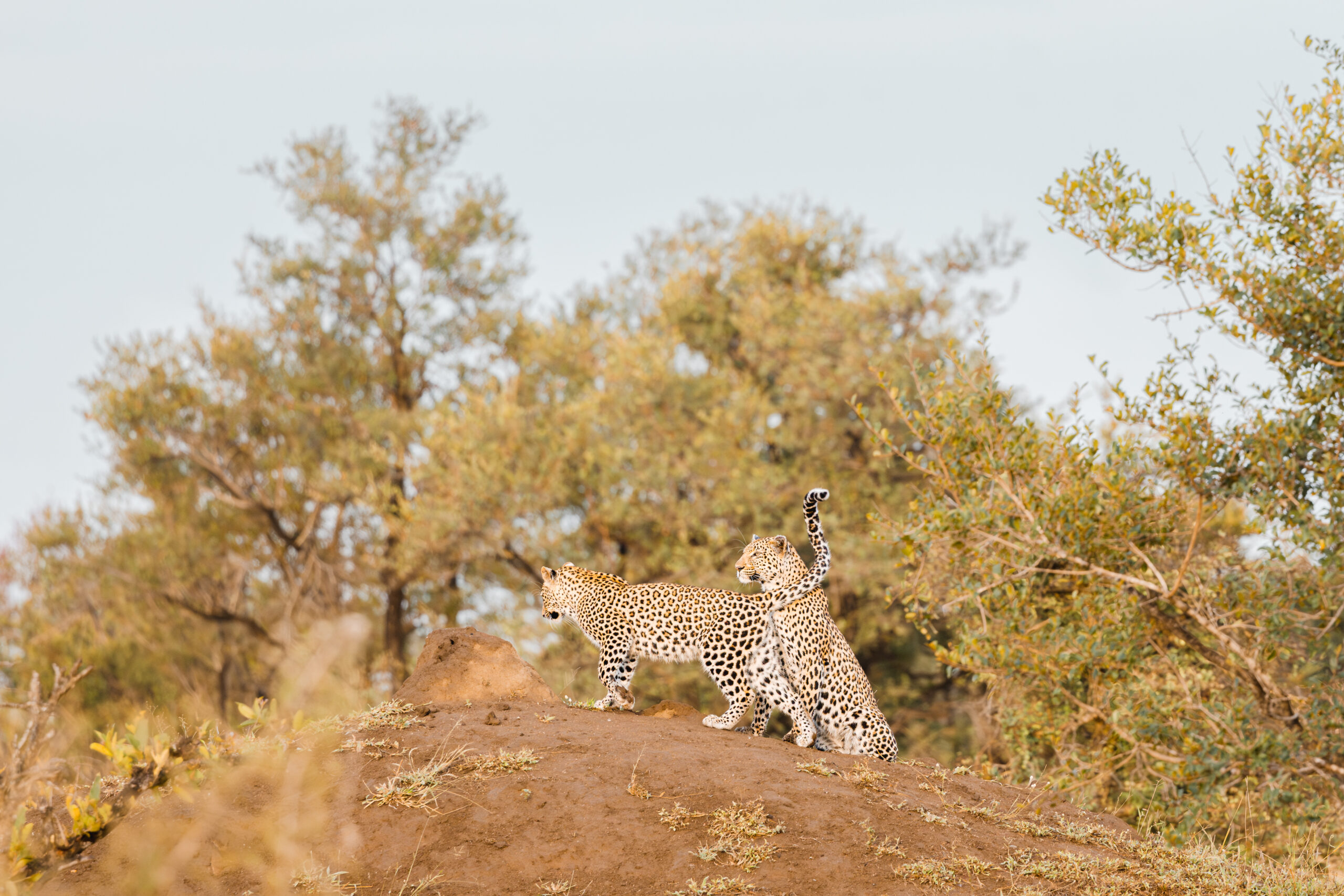 Safari - Honeyguide Tented Camp