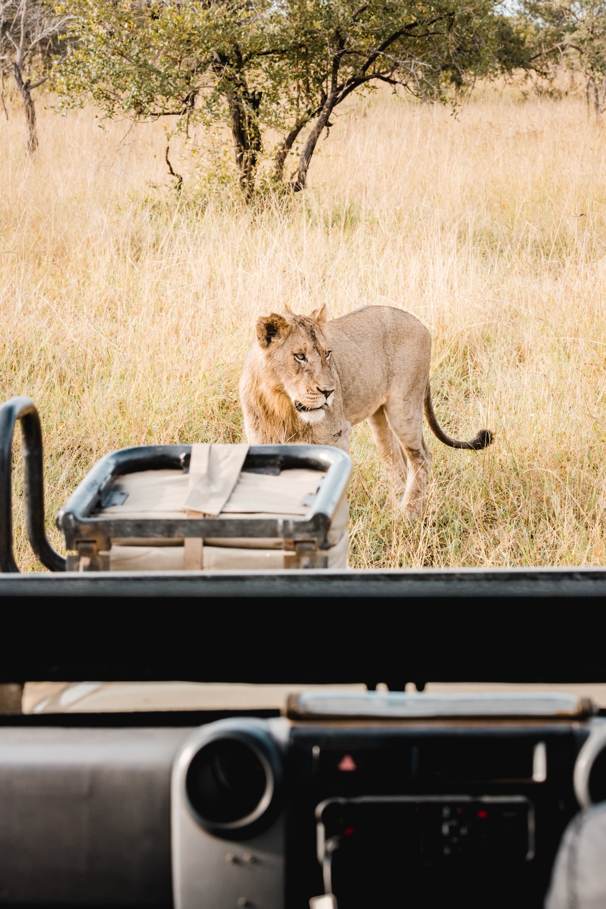 Safari en Afrique