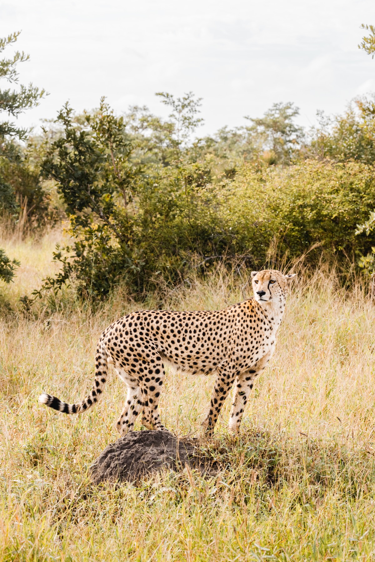 Guépard - Safari Afrique du Sud