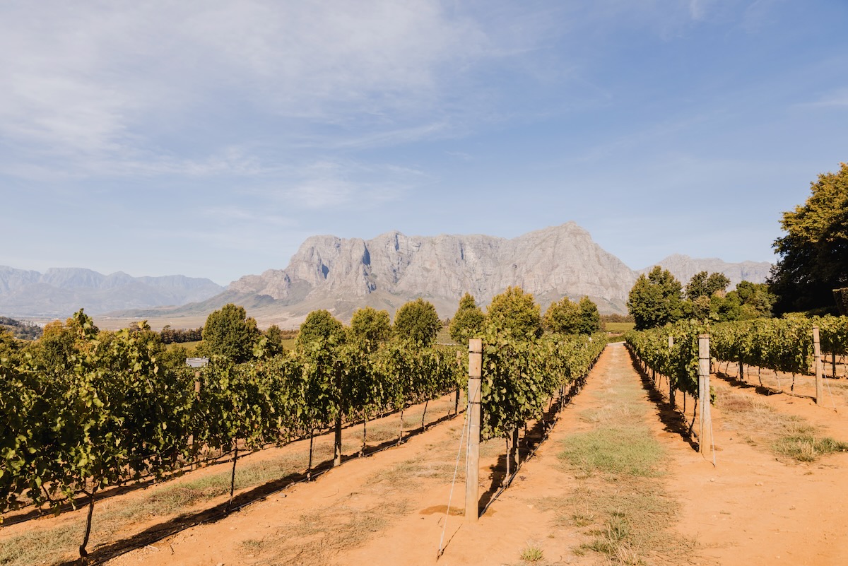 Vignoble Afrique du Sud