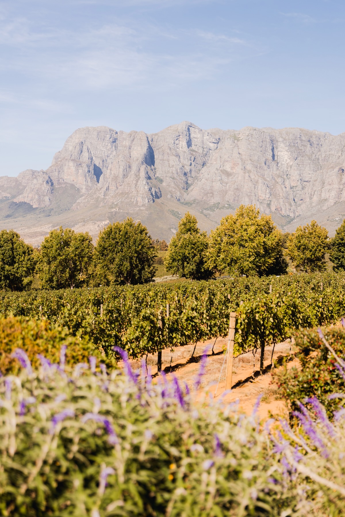 Vignoble Afrique du Sud