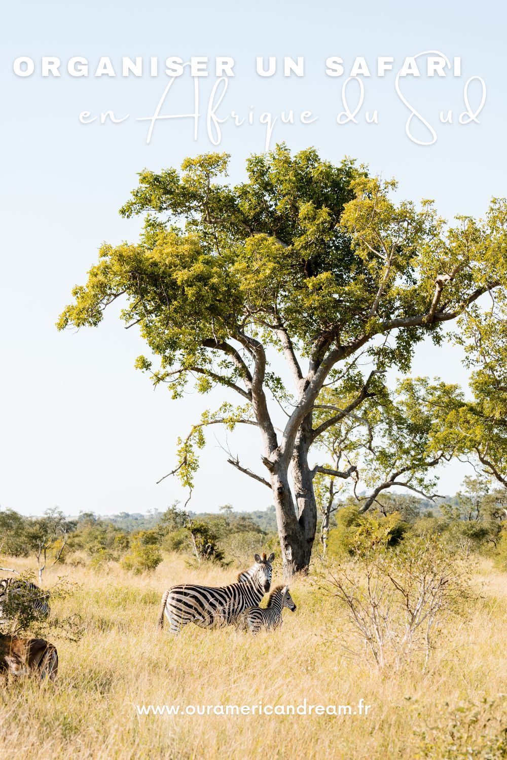 Pinterest - Safari Afrique du Sud 