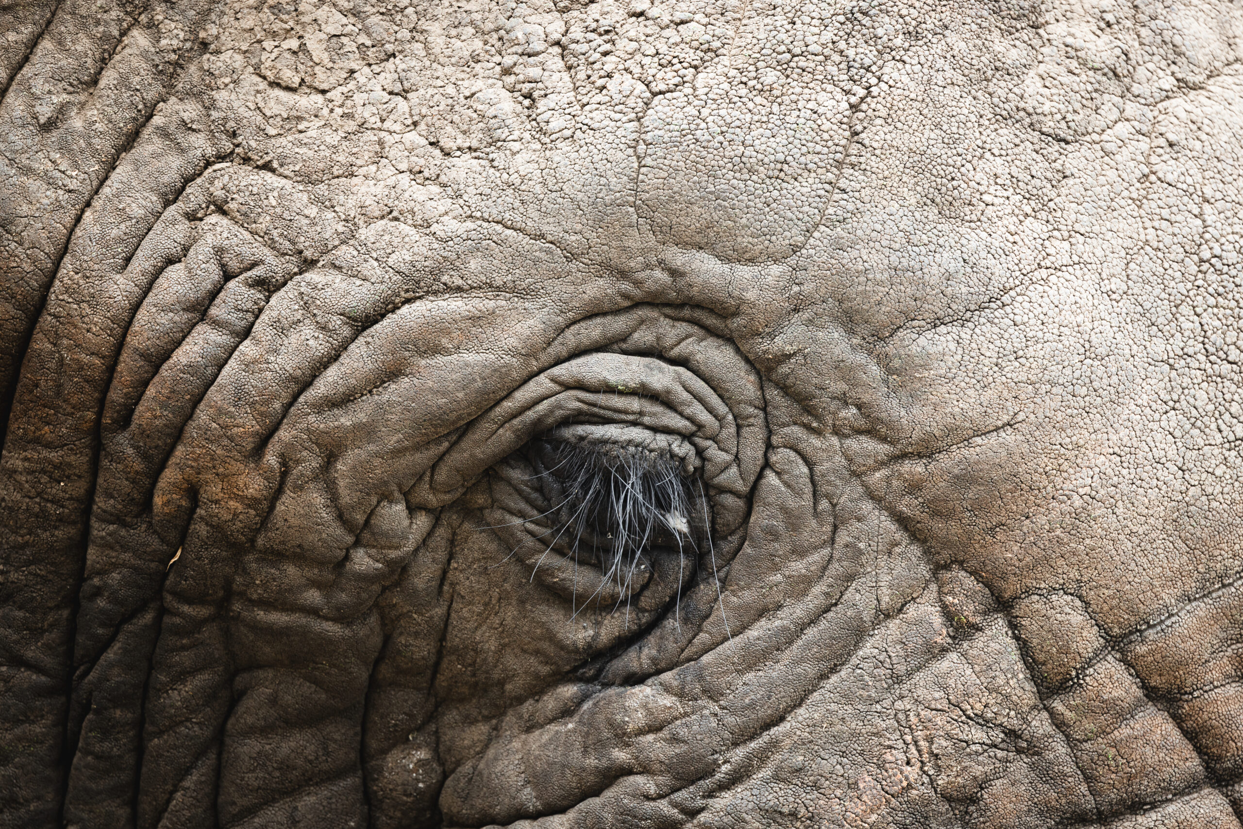 Quel matériel photo prendre en safari ?