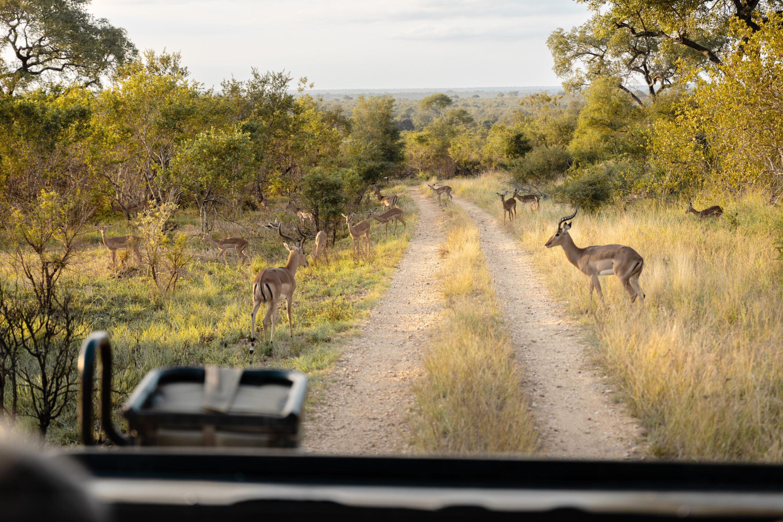 Game drive en Afrique du Sud