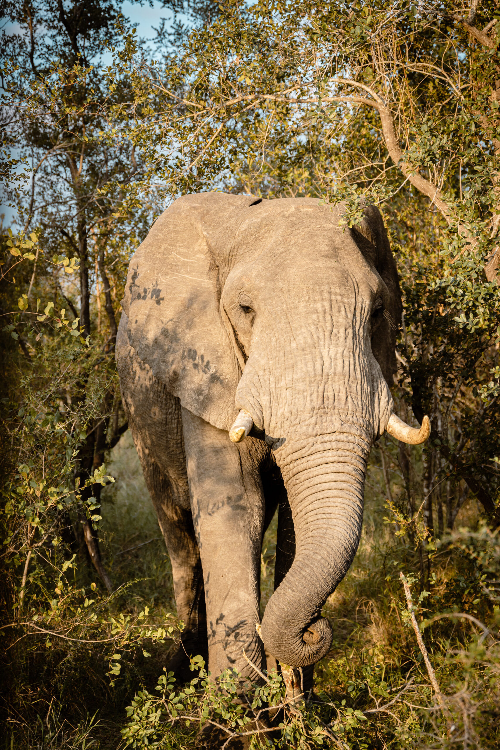 Voir des éléphants en safari 