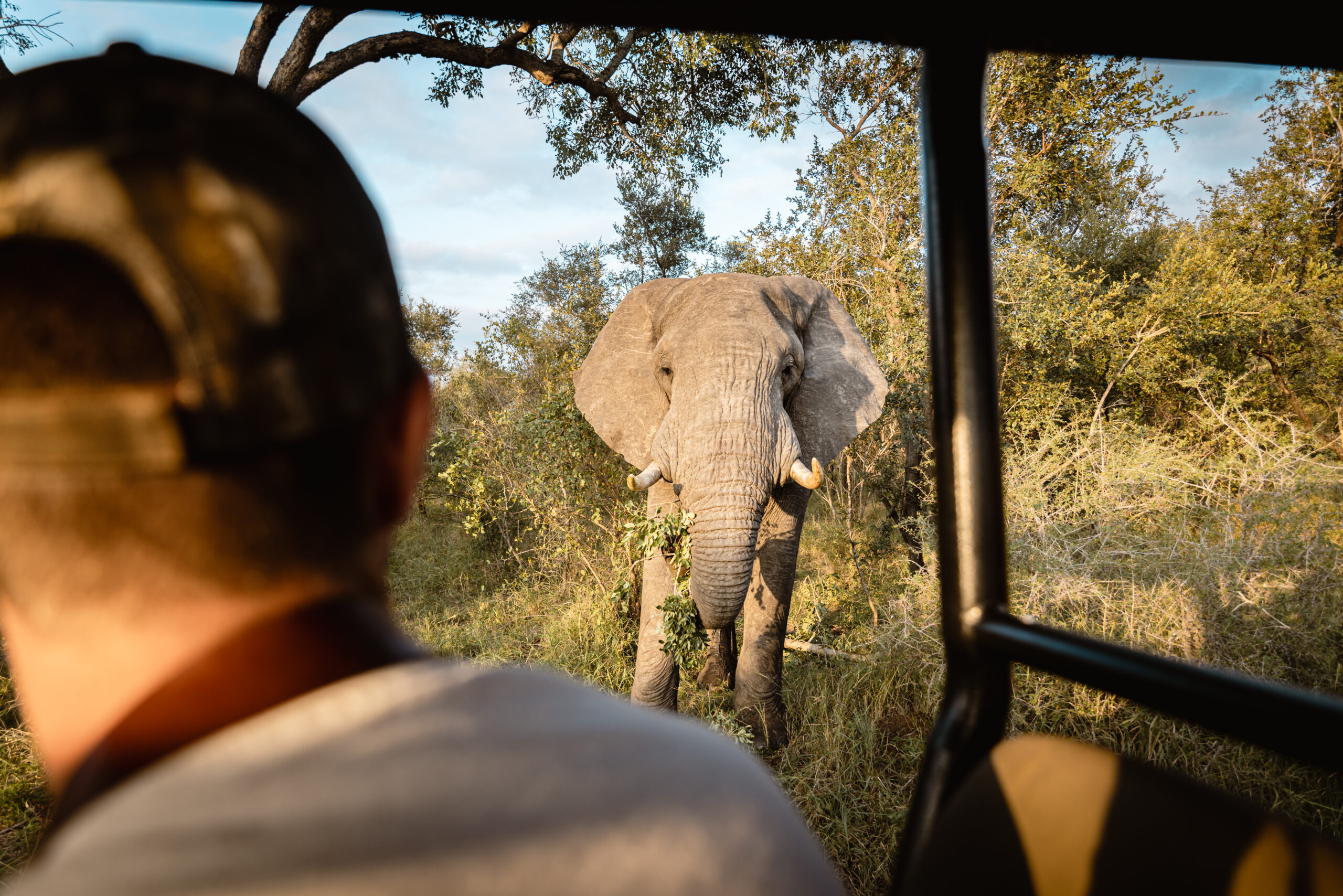 Voir des éléphants en safari 