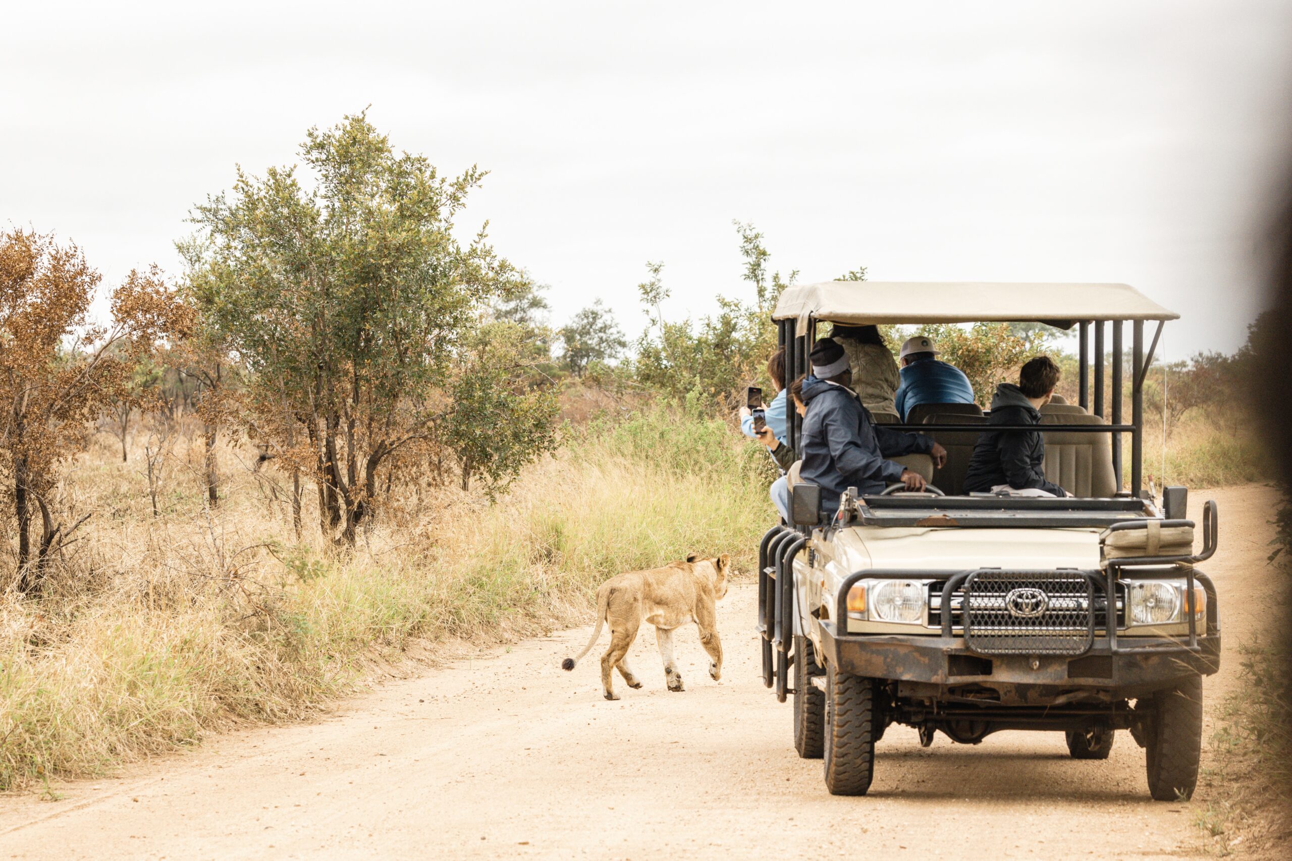 Voir des lions en safari