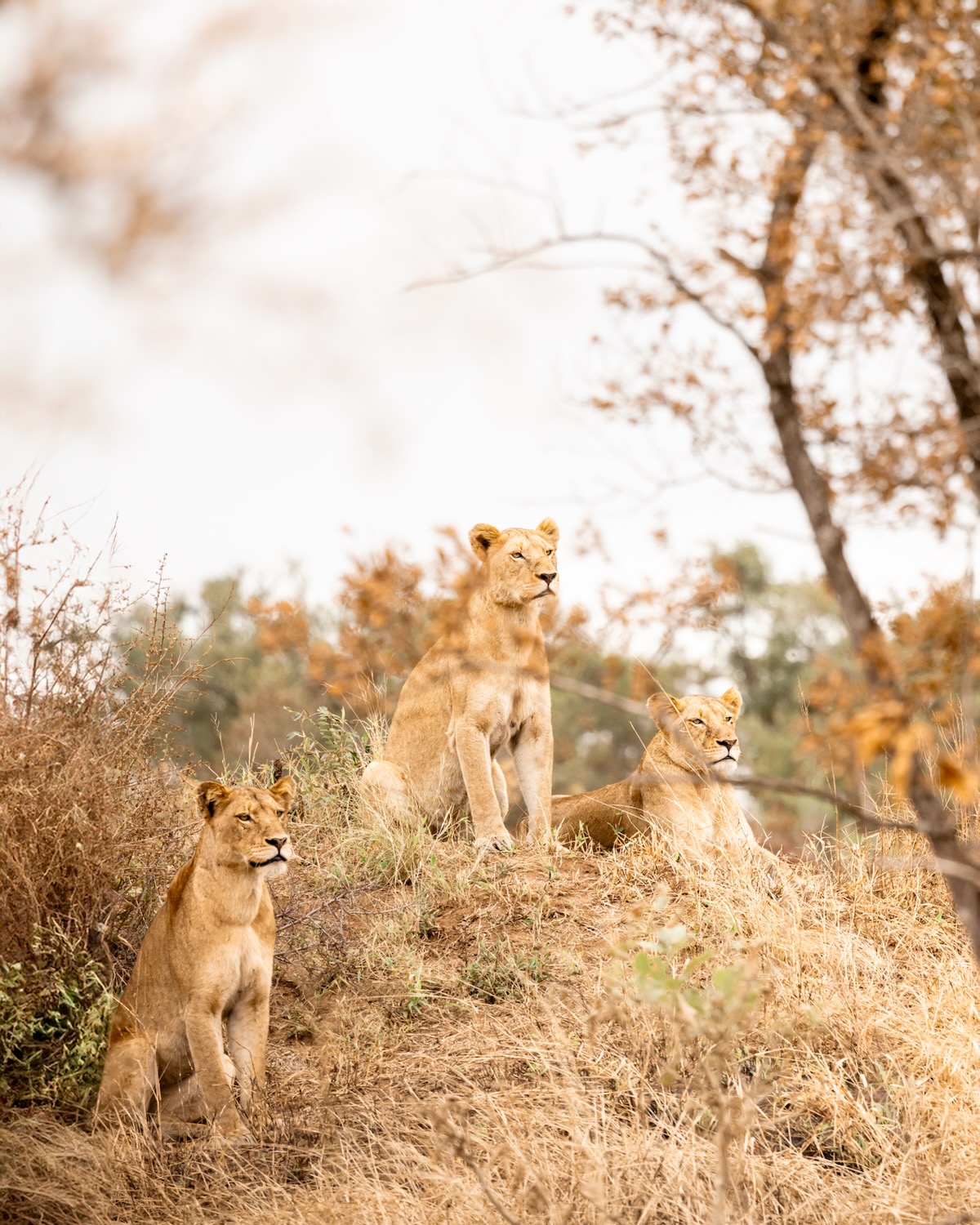 Organiser un safari en Afrique du Sud