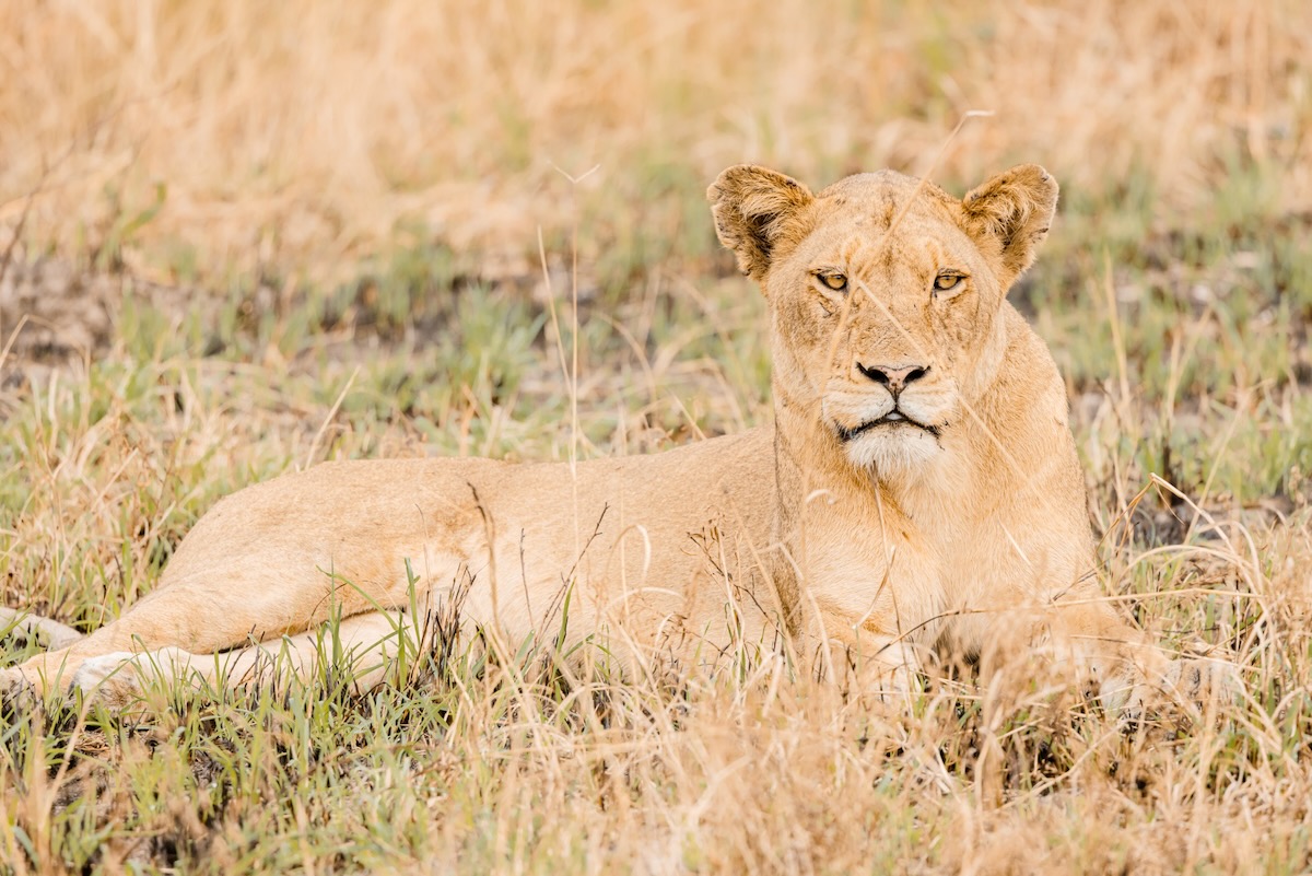 Comment préparer un safari en Afrique du Sud ?