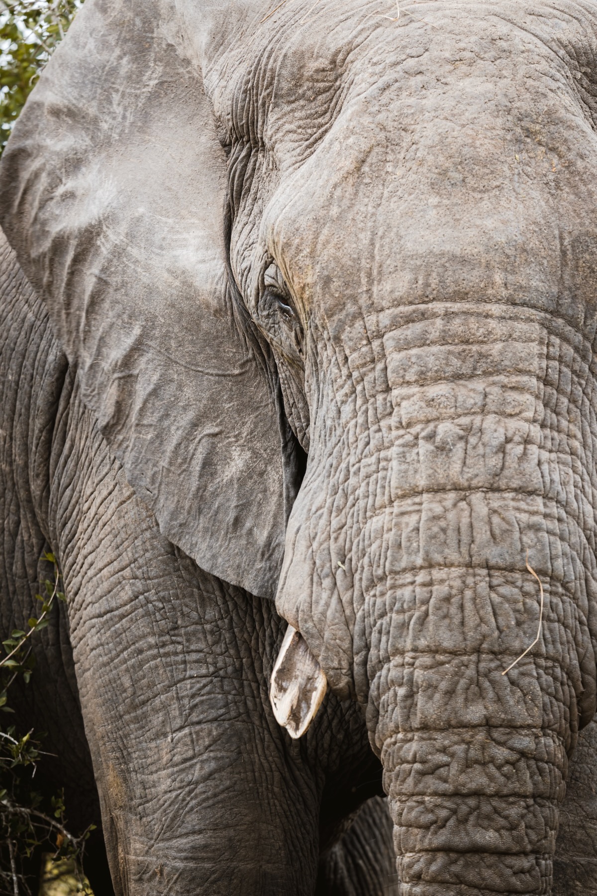 Organiser un safari en Afrique du Sud