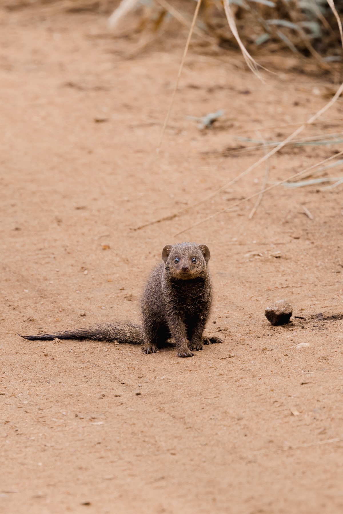 Mangouste - Kruger National Park