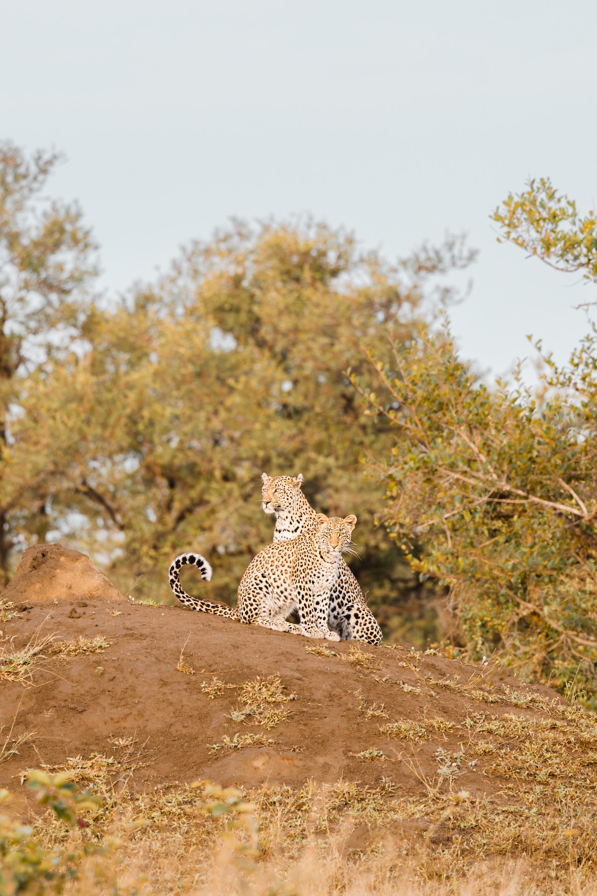 Rencontre de léopards en safari