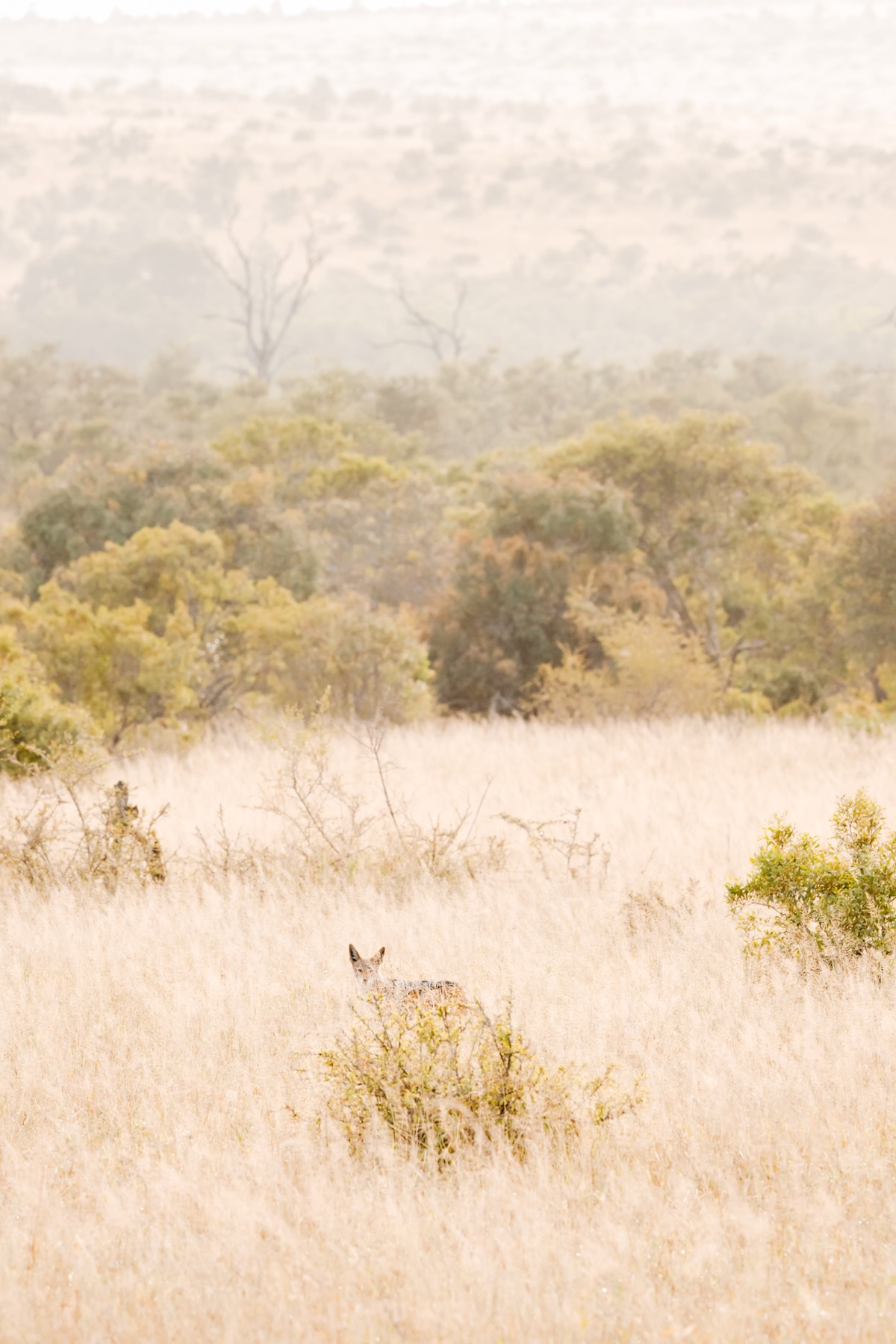 Quel matériel photo en safari ?