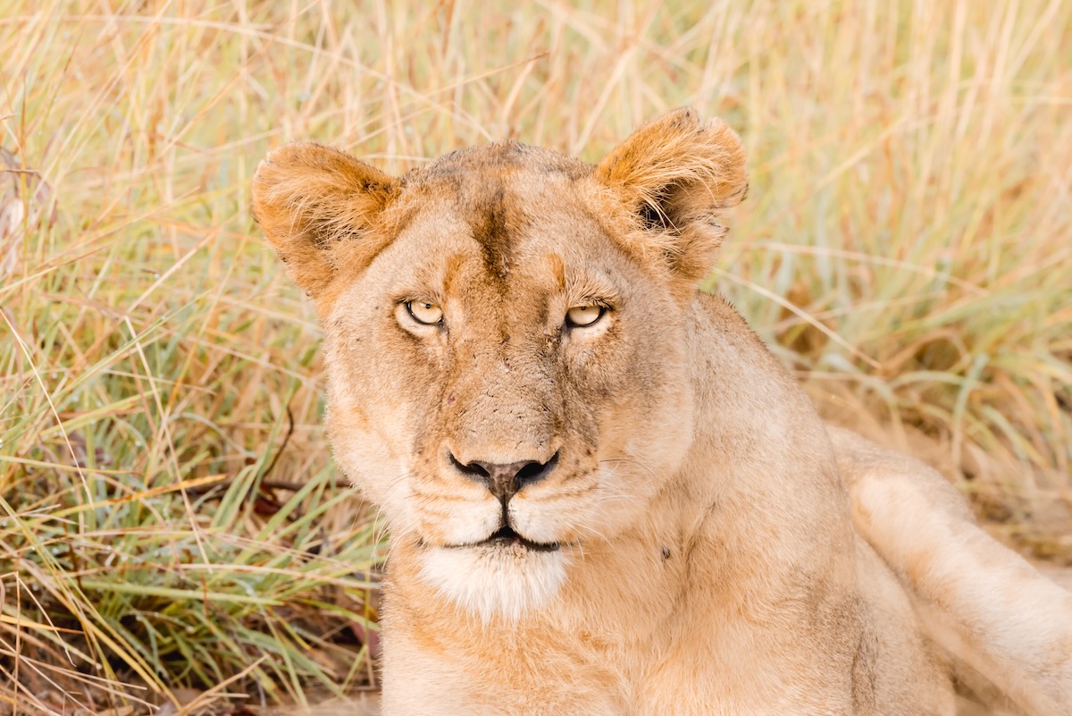 Lion du Kruger