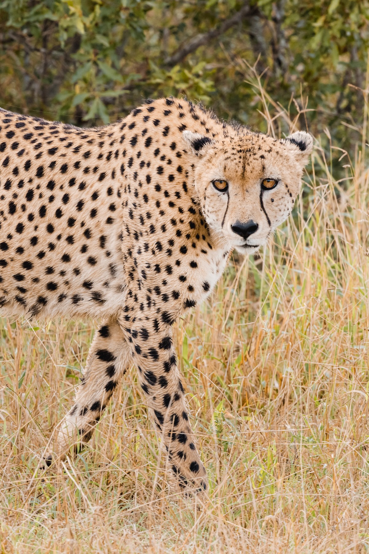 Guépard en pleine chasse