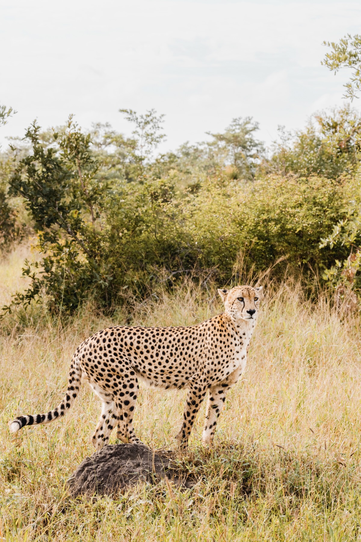 Retour d'expérience safari Kruger