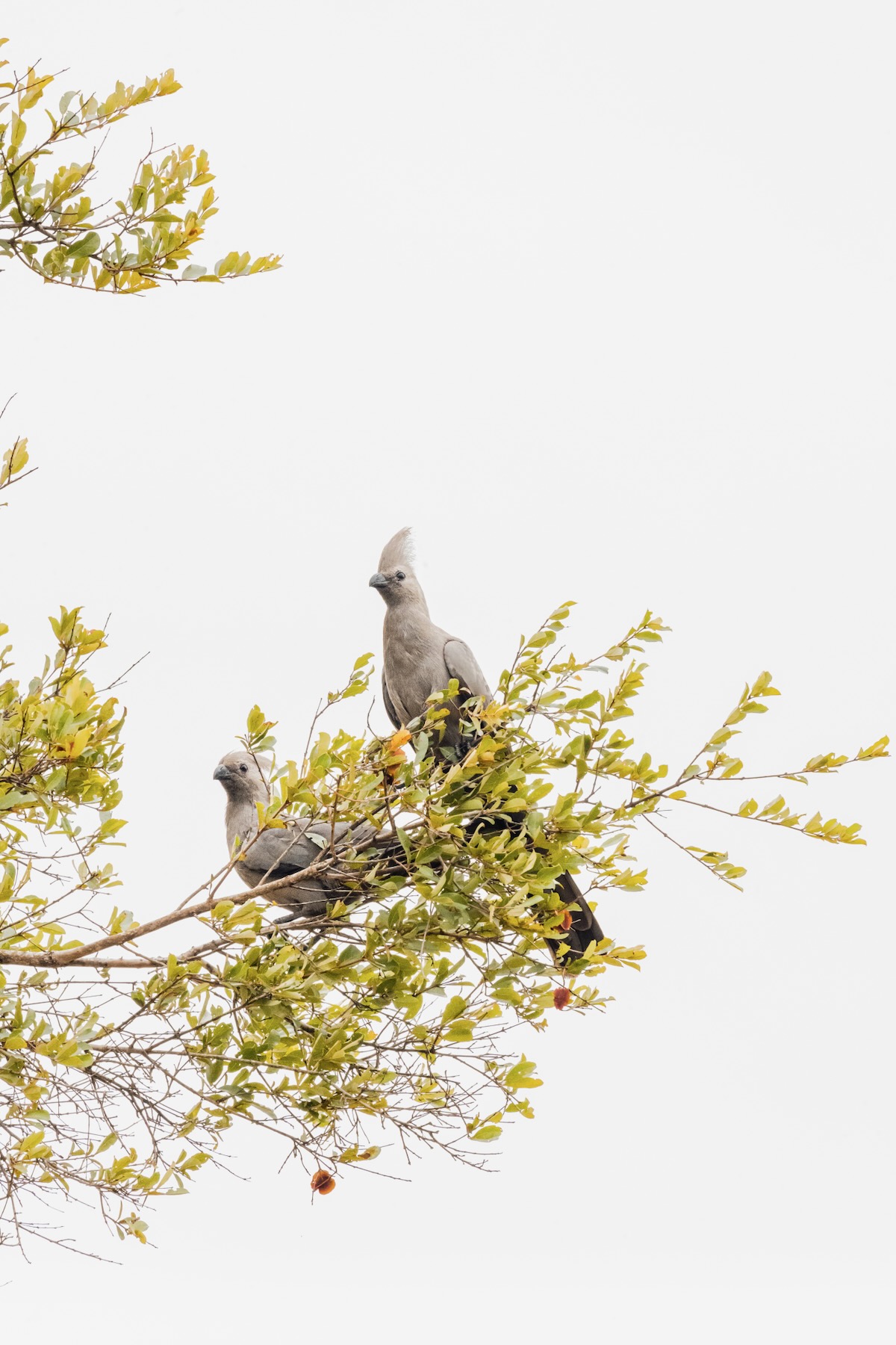 Oiseaux - Safari en Afrique du Sud