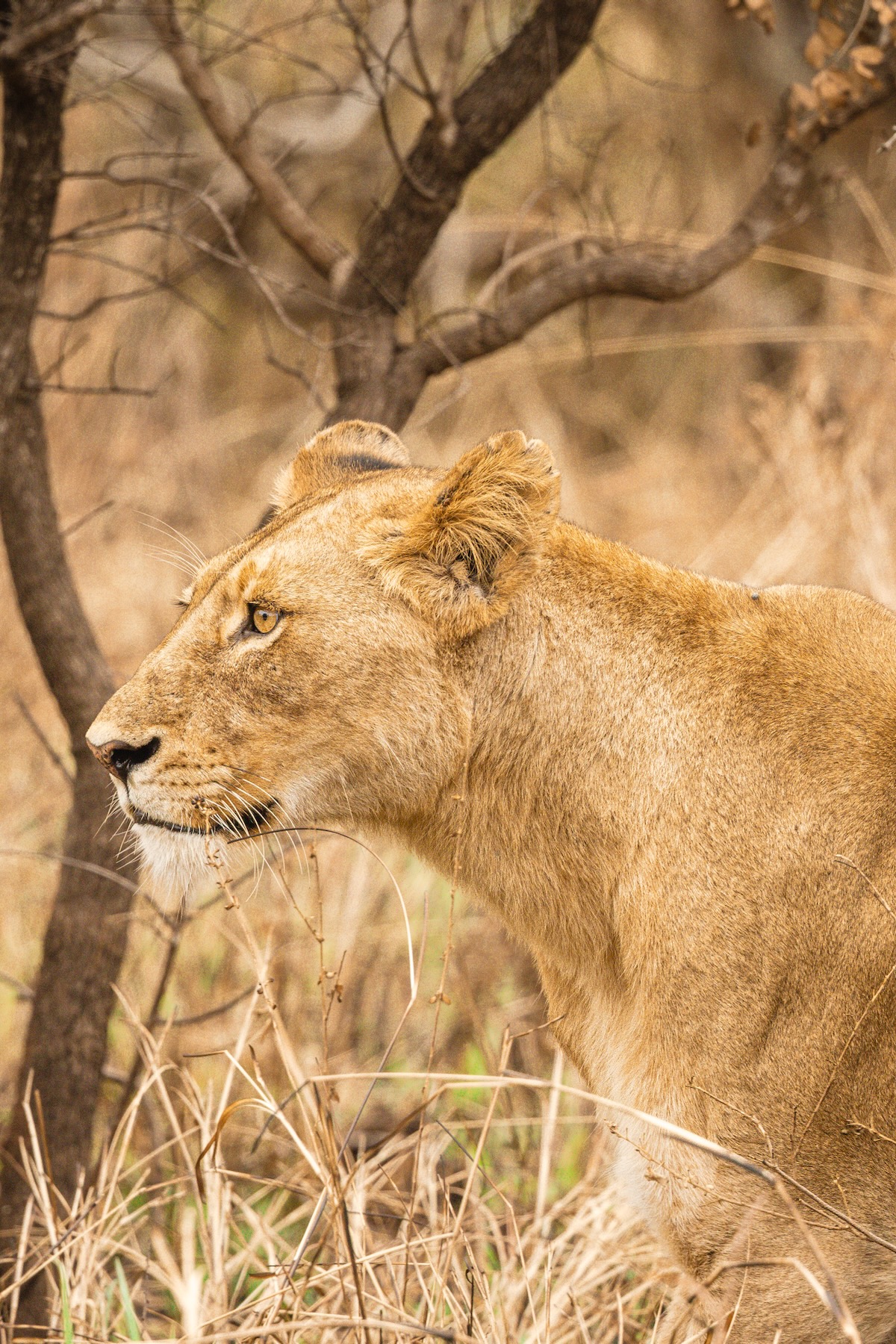 Lion dans la savane