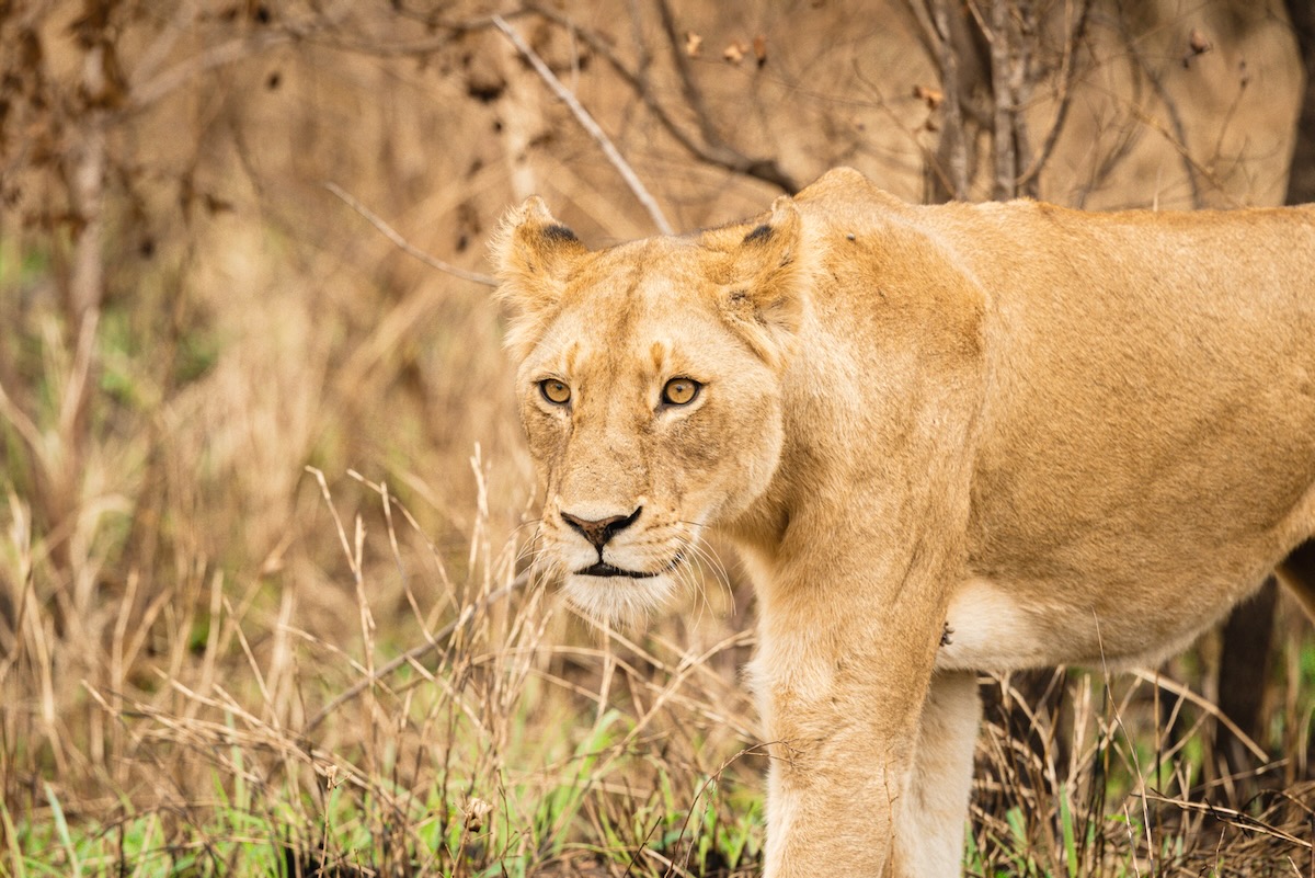 Avis Honeyguide Tented Camps Mantobeni