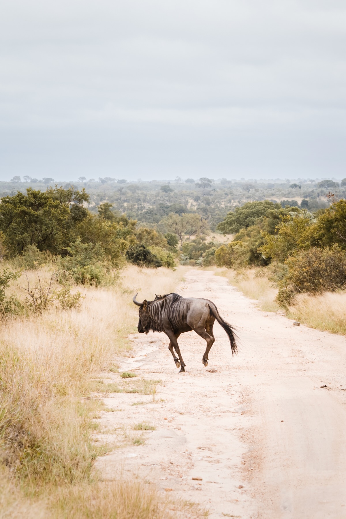 Quoi emporter pour un safari ?