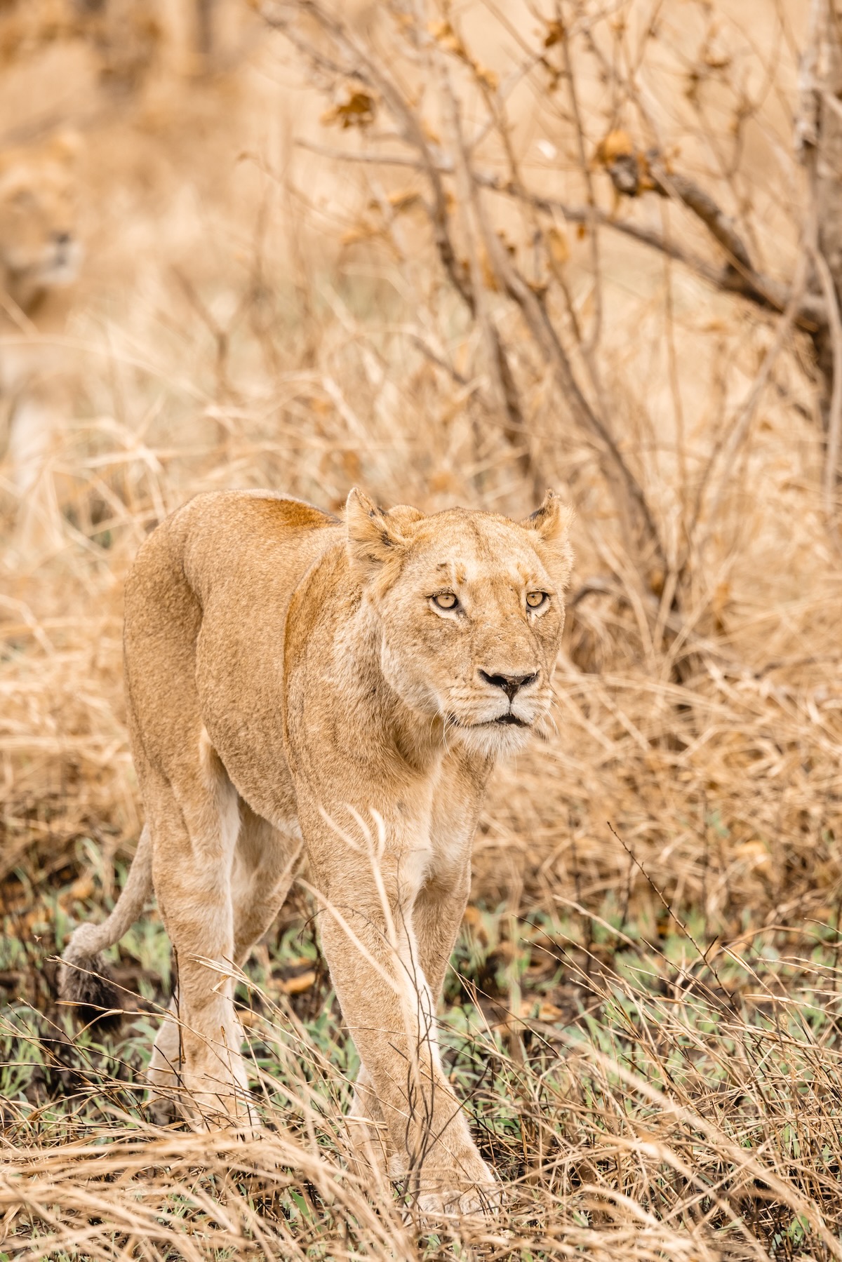 Retour d'expérience safari Kruger