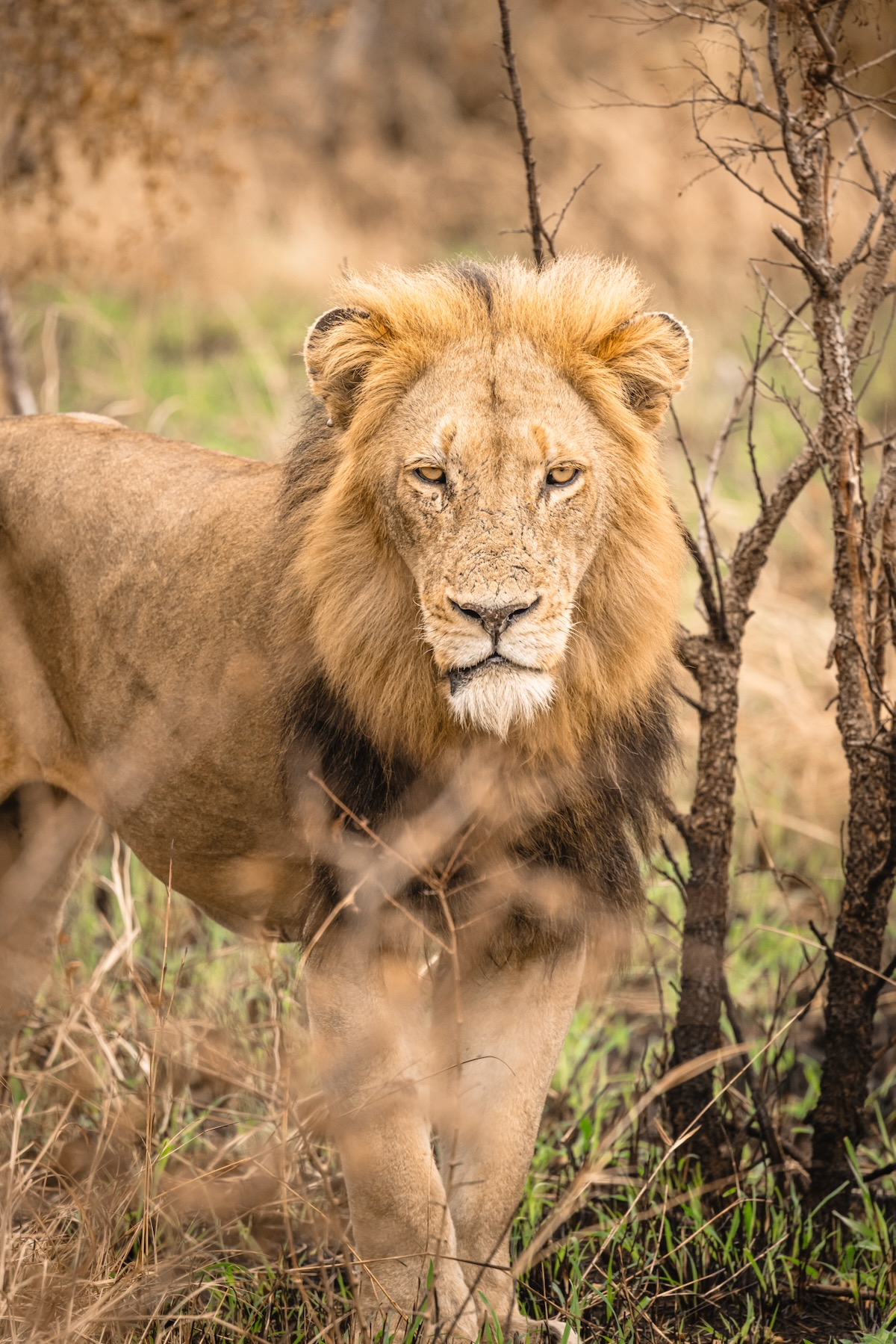 Organiser un safari en Afrique du Sud