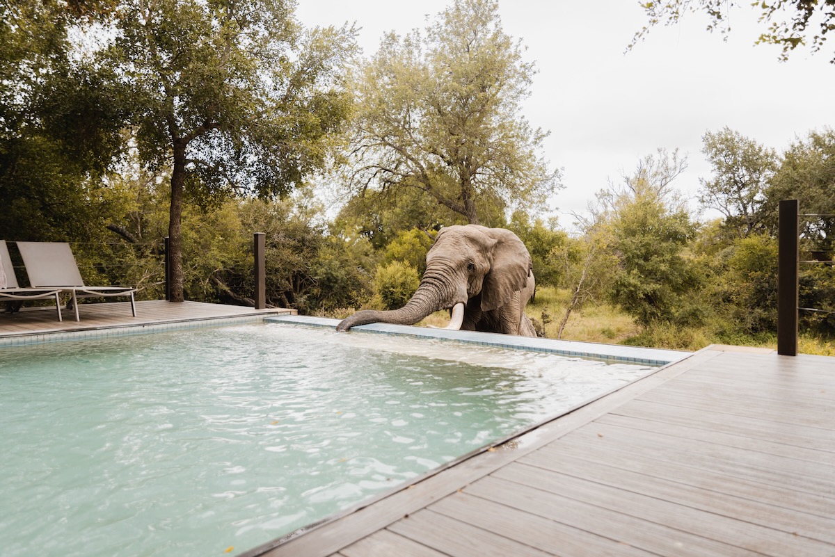 Safari en Afrique du Sud