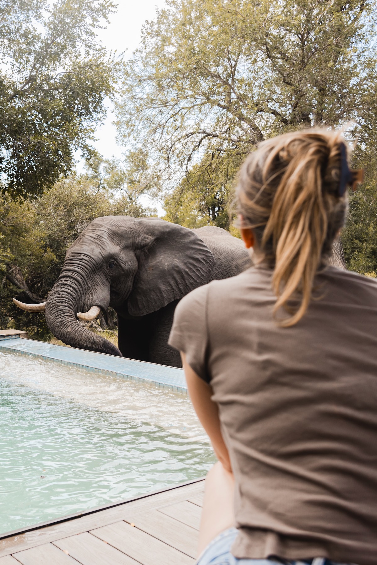 Honeyguide Tented Safari Camp