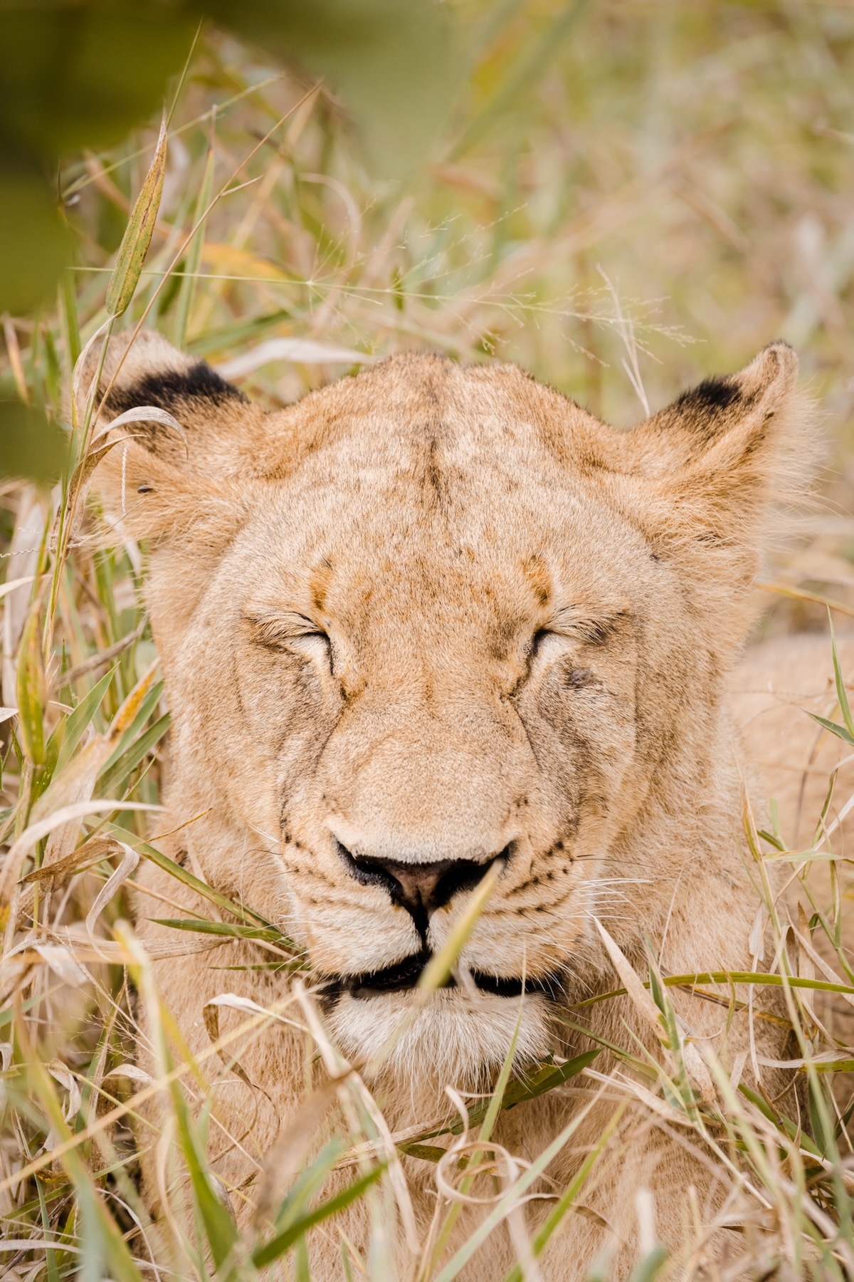 Comment préparer un safari en Afrique du Sud ?