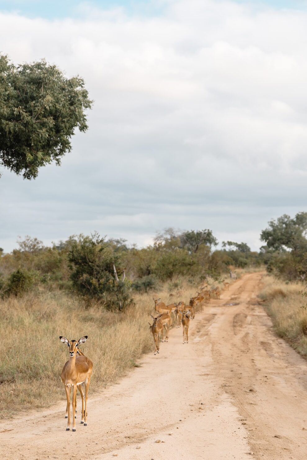 Antilopes