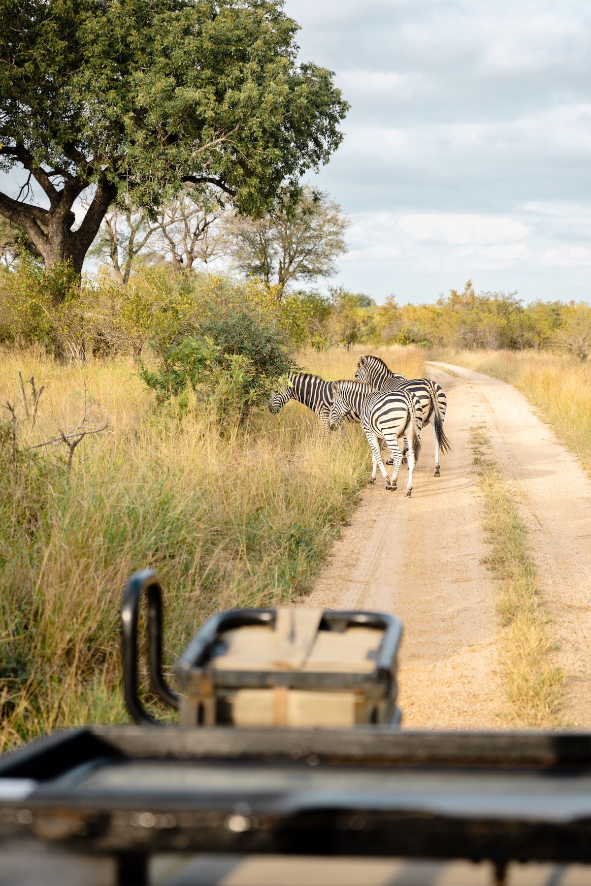 Game drive en Afrique du Sud