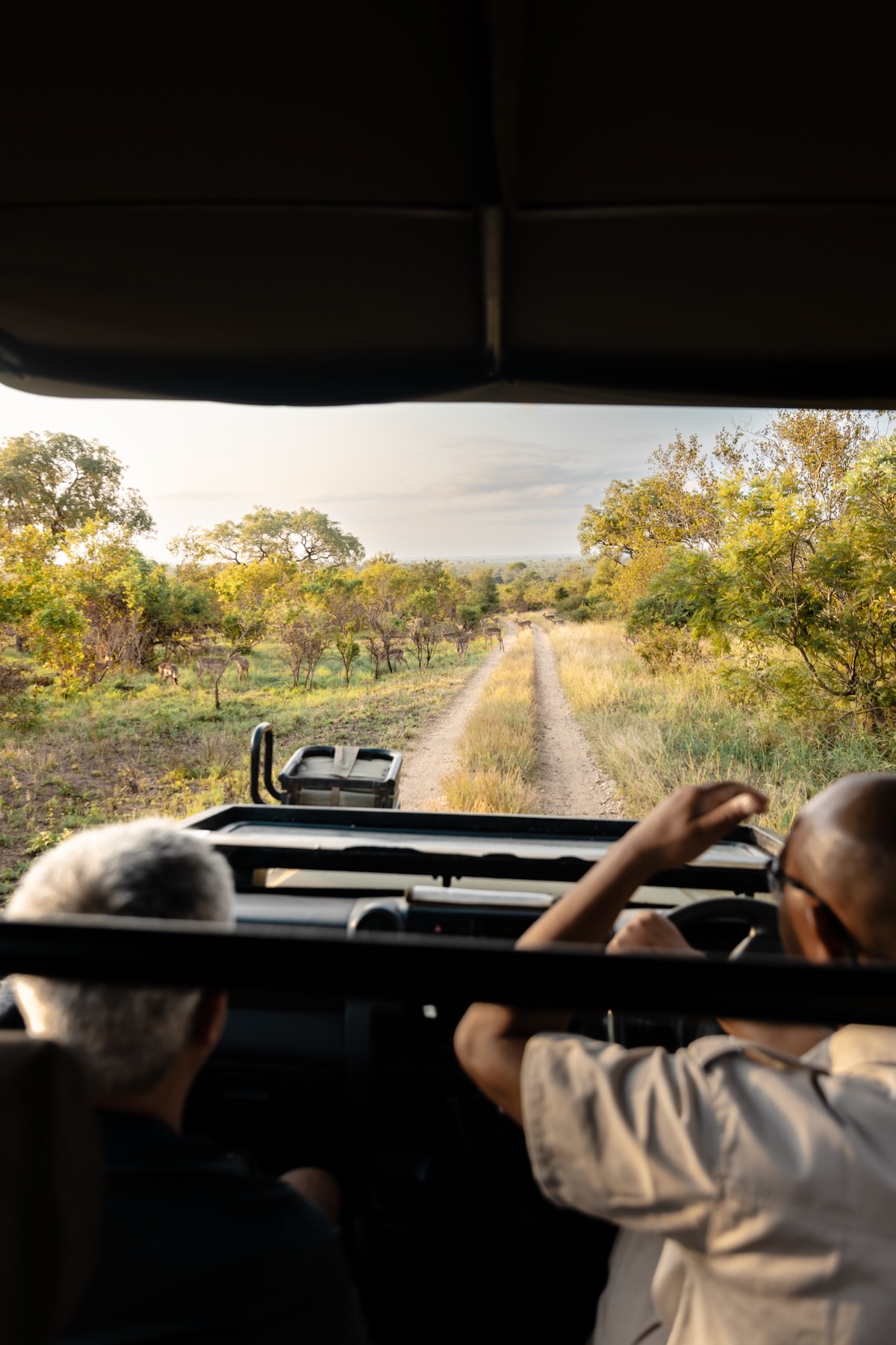 Organiser un safari en Afrique