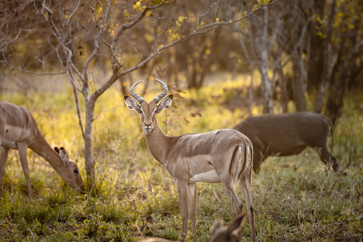 Organiser un safari en Afrique du Sud