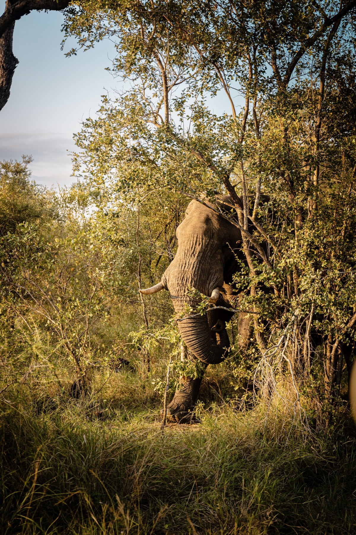 Voir des éléphants en safari 