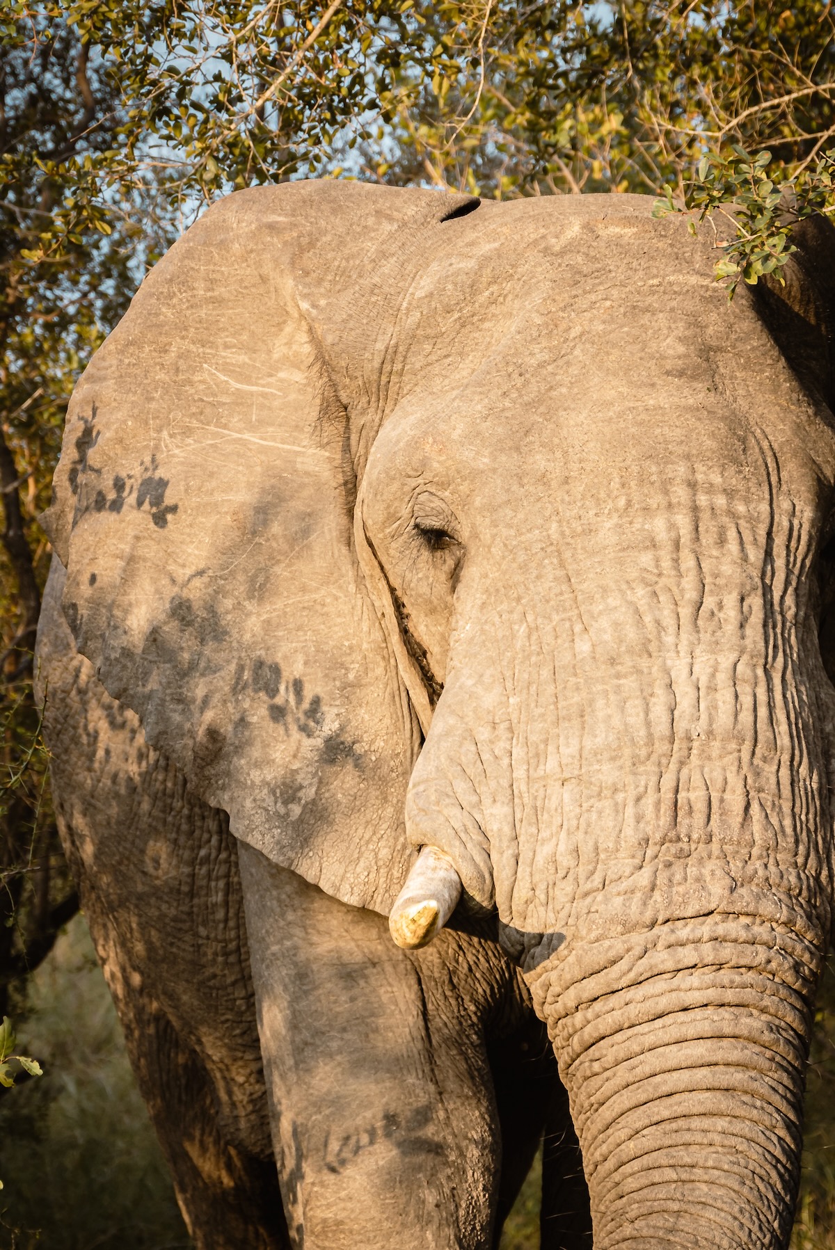 Voir des éléphants en safari 