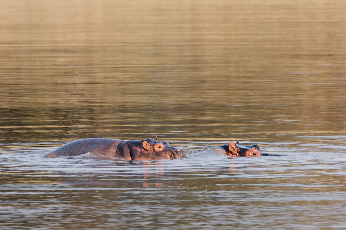 Hippopotame Afrique du Sud